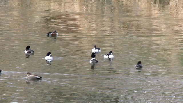 Barrow's Goldeneye - ML192399051