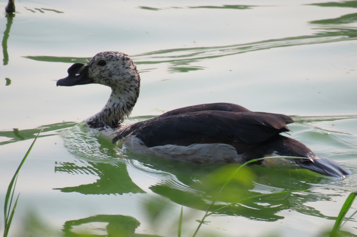 Knob-billed Duck - ML192399301