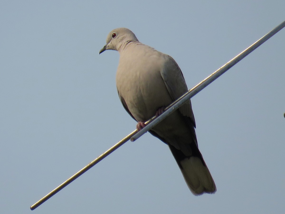 Eurasian Collared-Dove - Santharam V