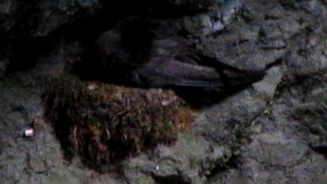 Black Swift - ML192400241