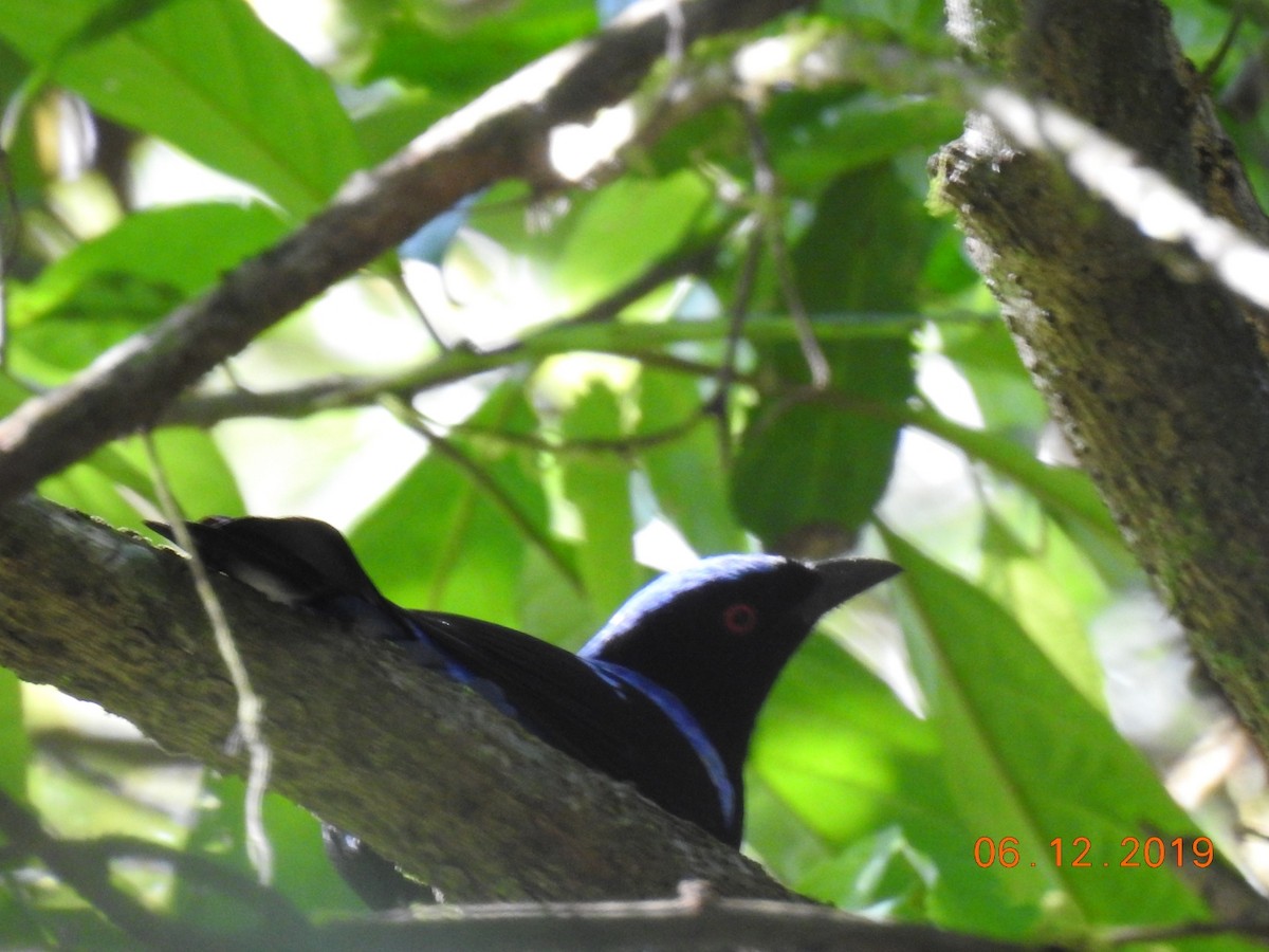 Asian Fairy-bluebird - ML192402141