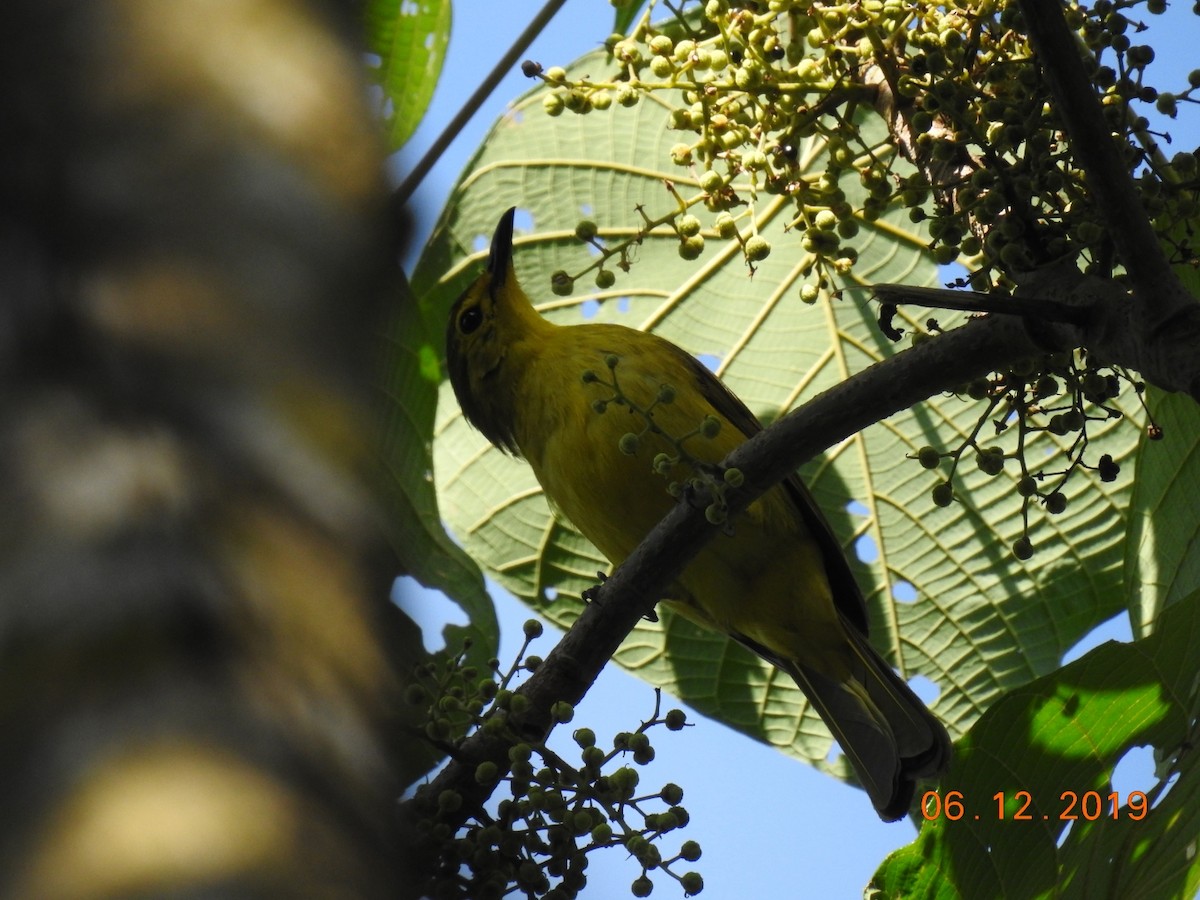 Yellow-browed Bulbul - ML192402181