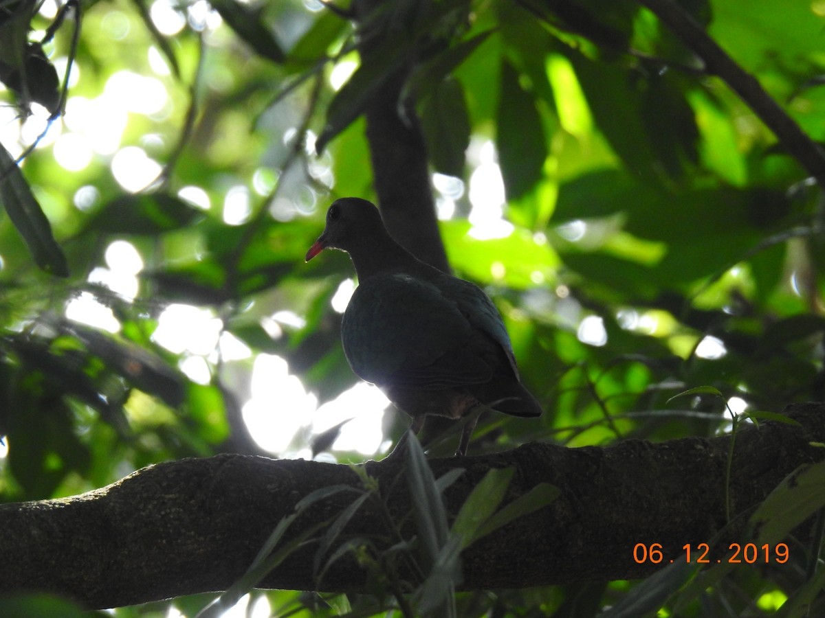 Asian Emerald Dove - ML192402221