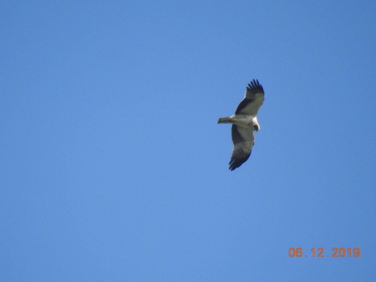 Booted Eagle - ML192402231