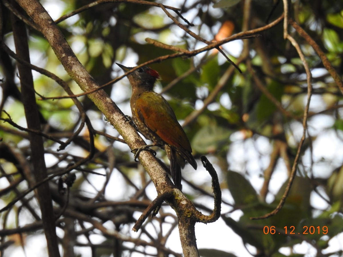 Lesser Yellownape - ML192402281