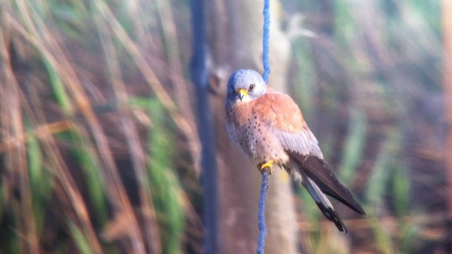 Lesser Kestrel - ML192402731