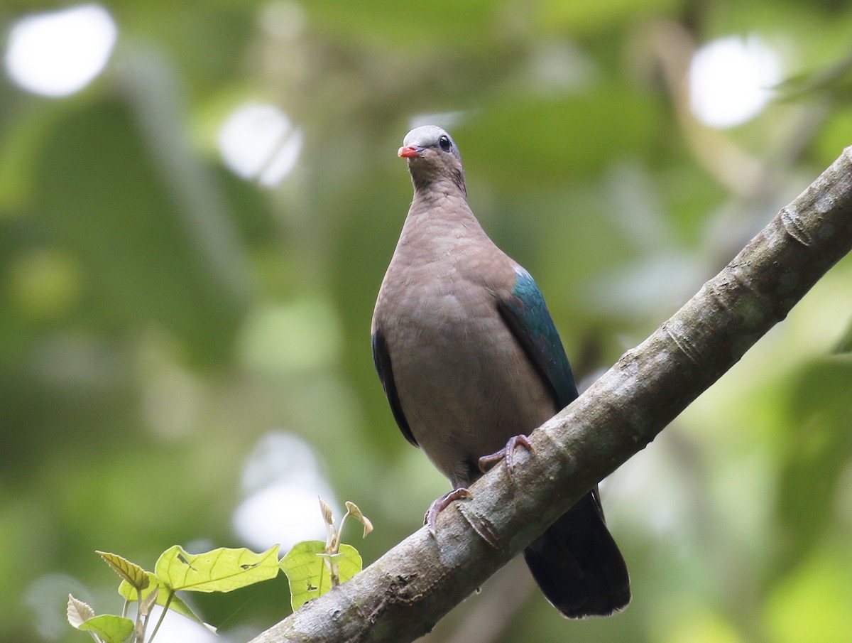 Asian Emerald Dove - ML192404811