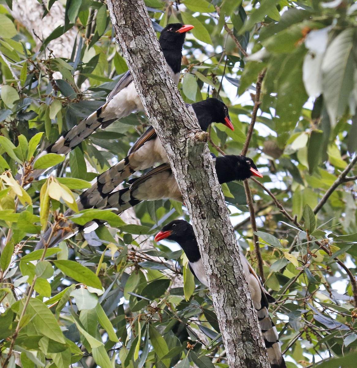 Red-billed Blue-Magpie - ML192405531