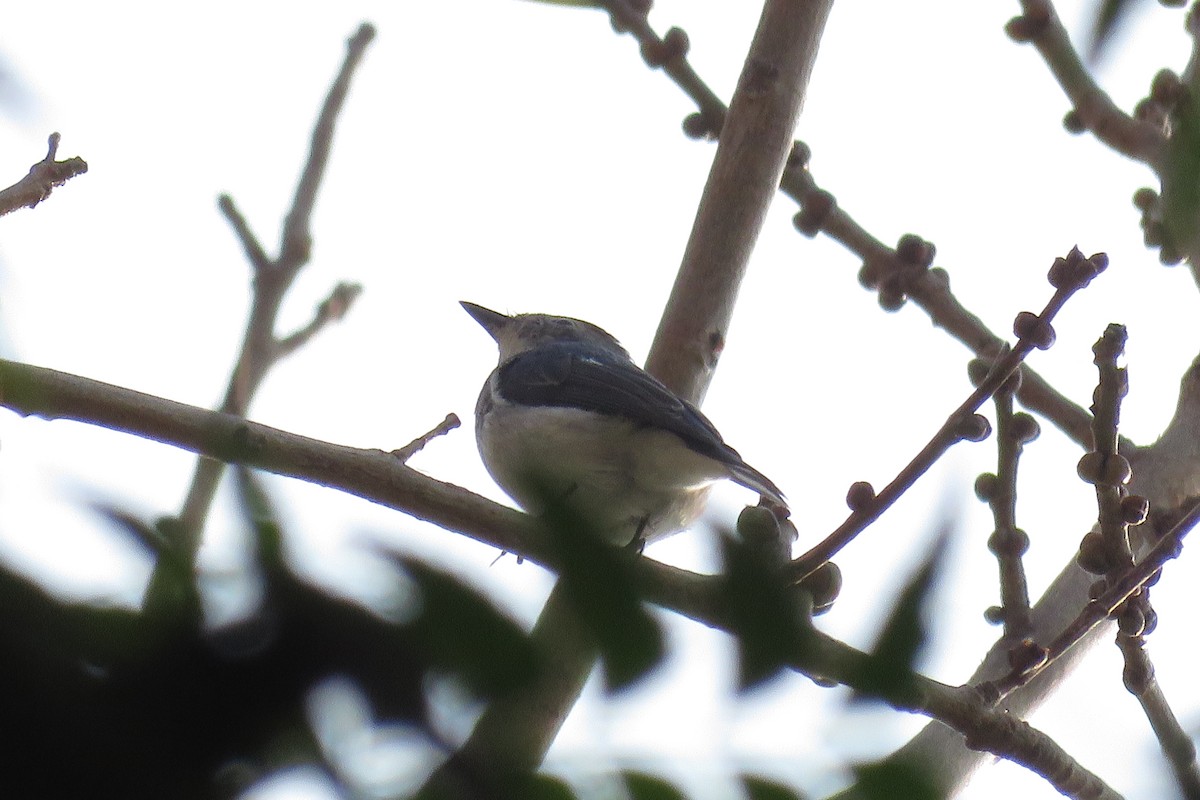 Ultramarine Flycatcher - Denzil Britto