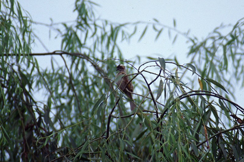 Light-vented Bulbul - ML192408601