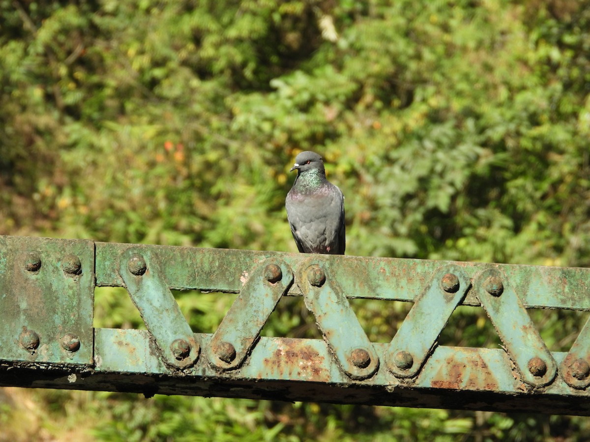 Rock Pigeon (Feral Pigeon) - ML192408941