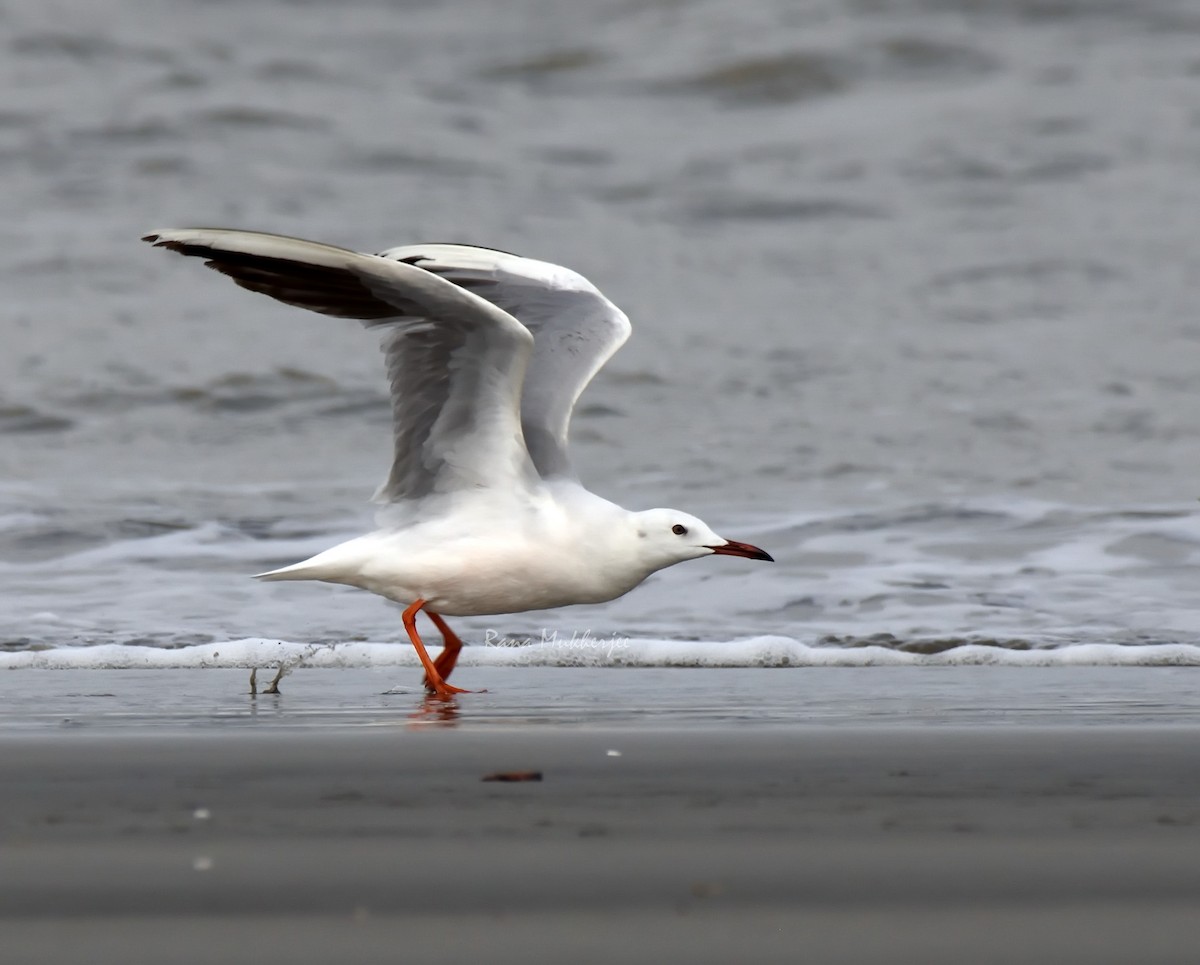 Slender-billed Gull - ML192409301