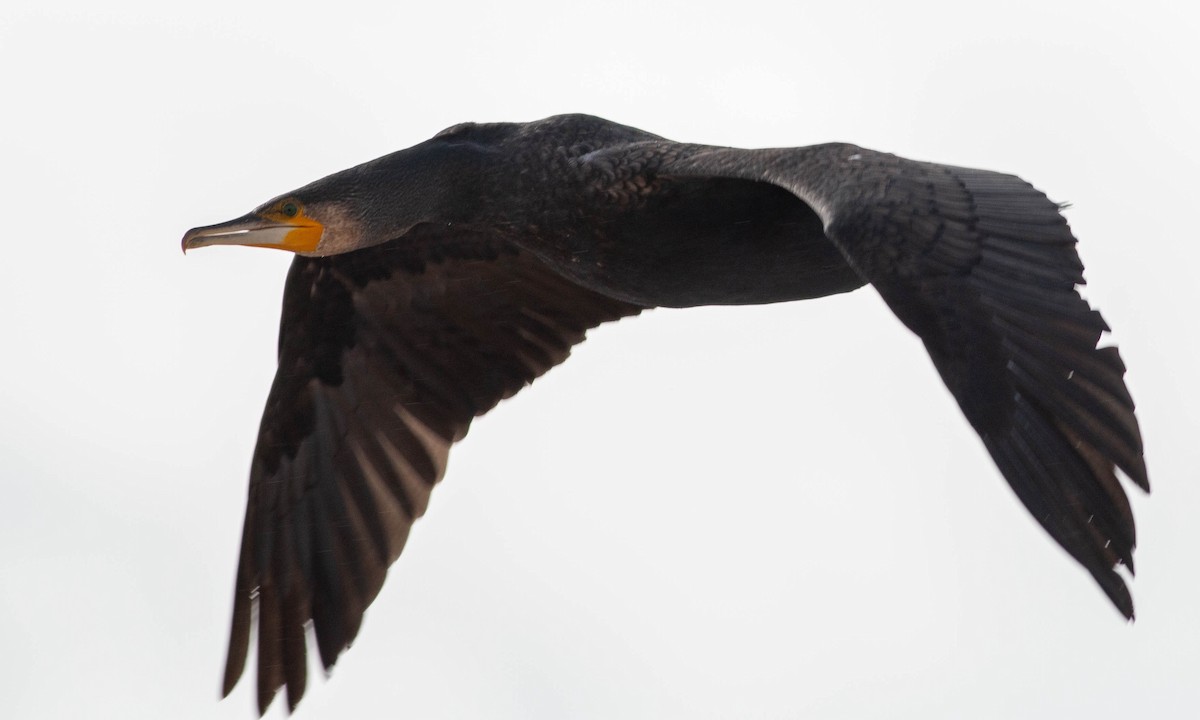 Great Cormorant (Australasian) - Paul Fenwick