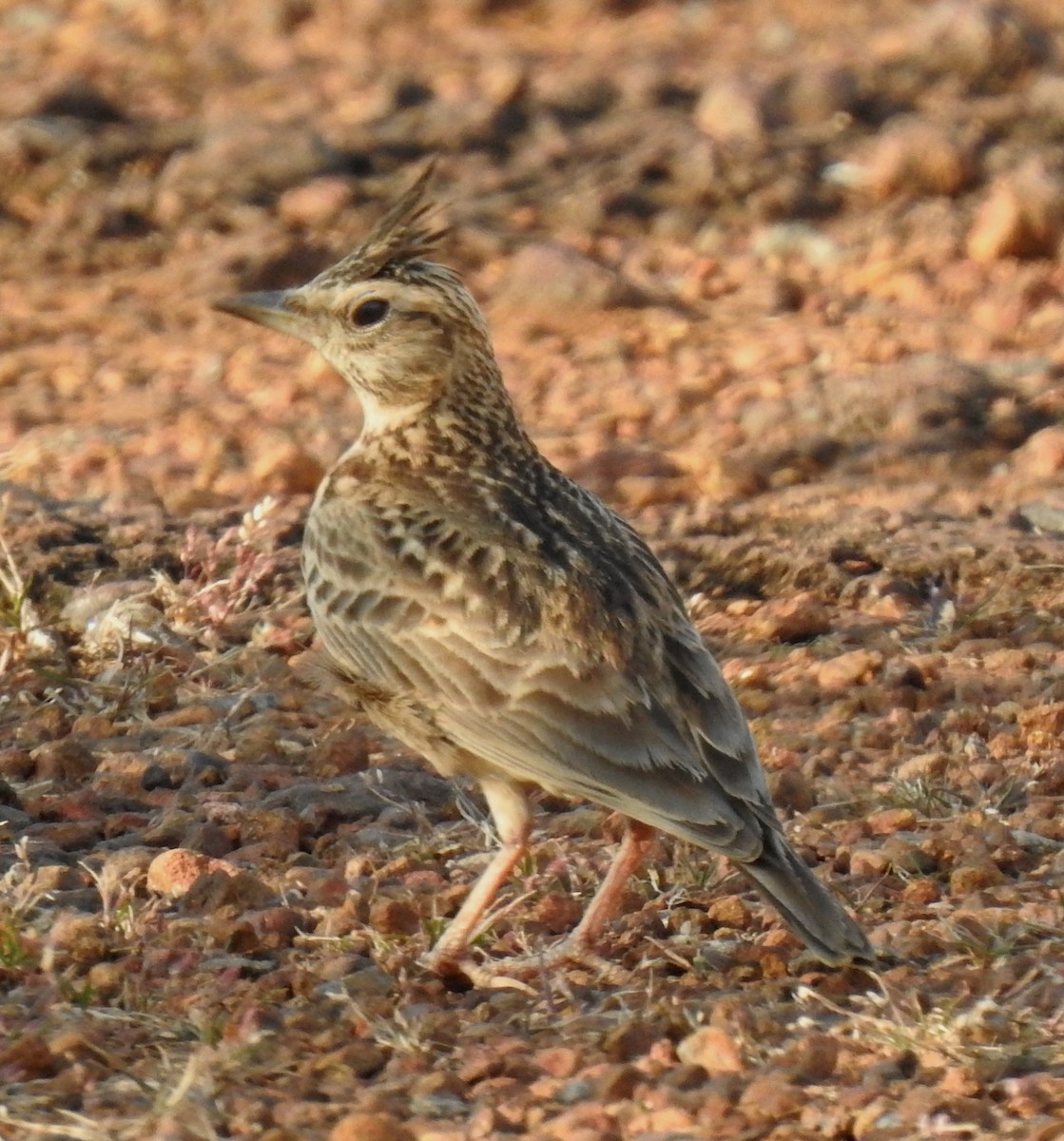 Cochevis de Malabar - ML192411151