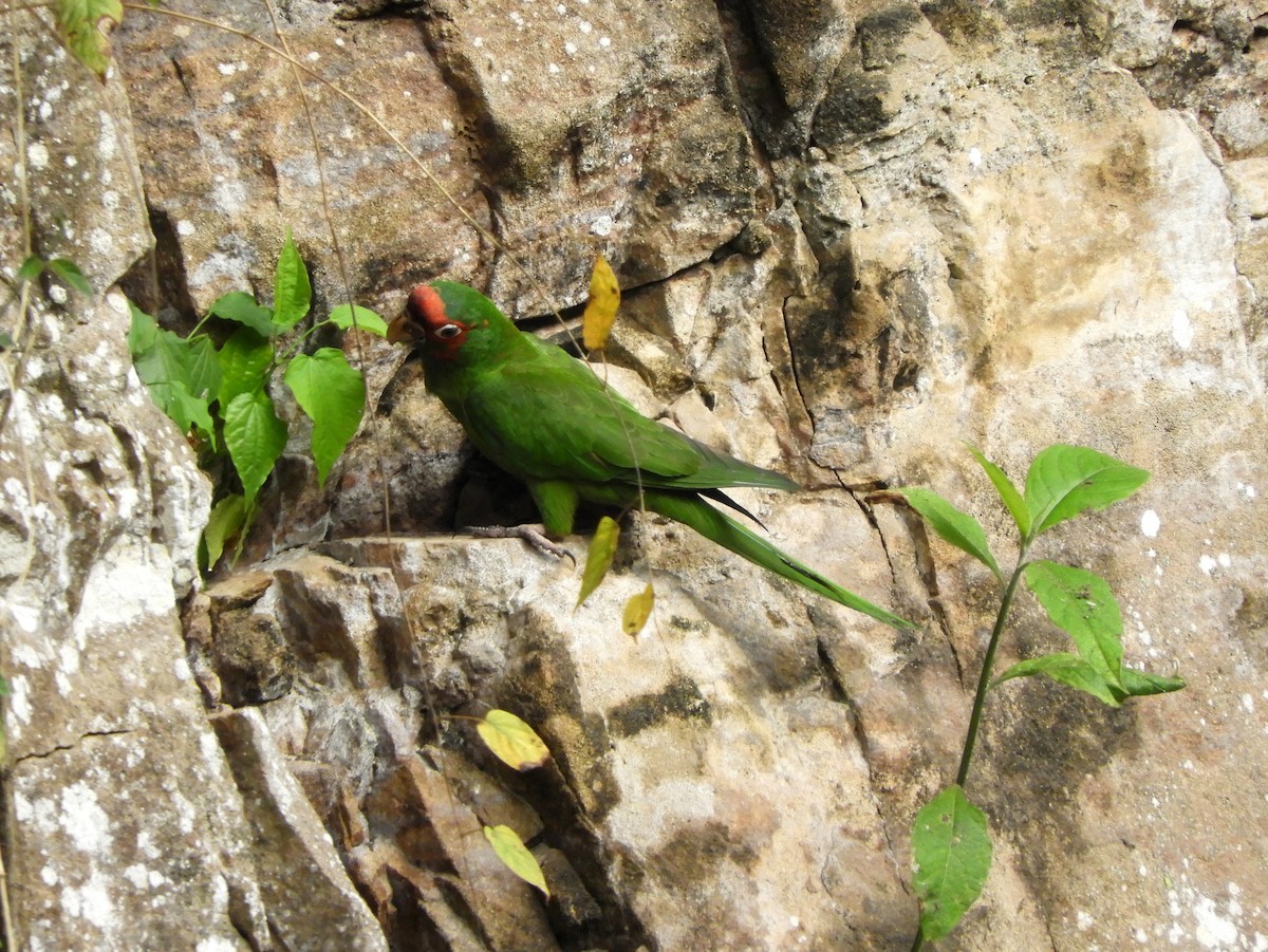 Mitred Parakeet - ML192412251