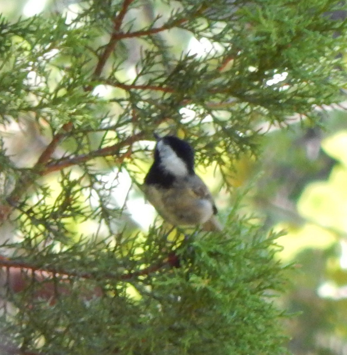 Mexican Chickadee - Eric Hough