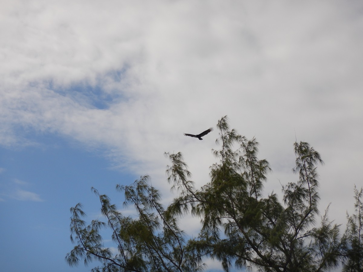 Turkey Vulture - ML192413011