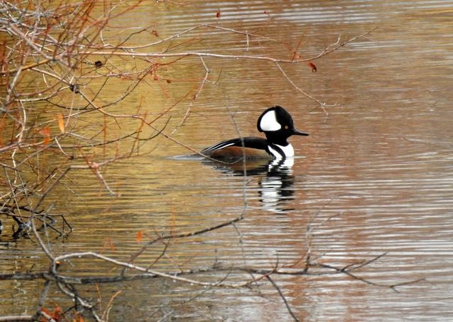 Hooded Merganser - ML192414461