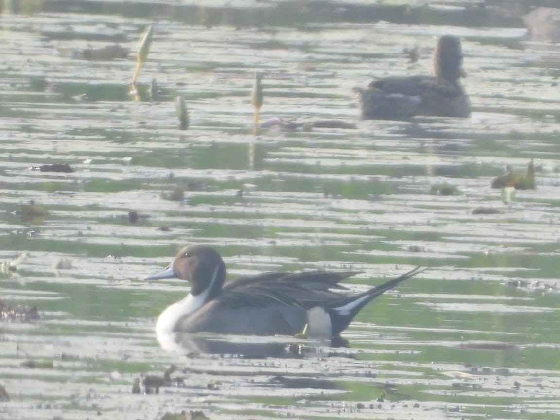 Northern Pintail - ML192416591