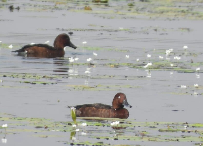 Ferruginous Duck - ML192416721