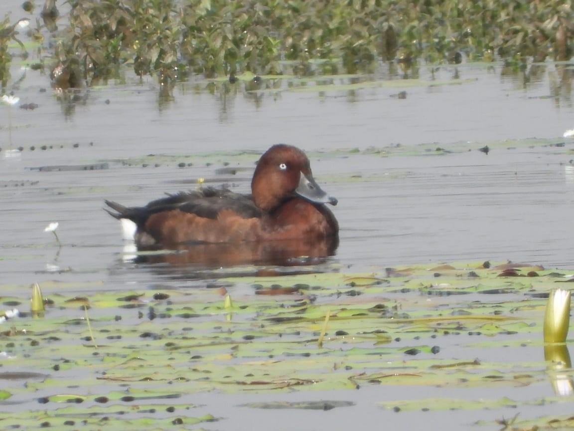 Ferruginous Duck - ML192416761