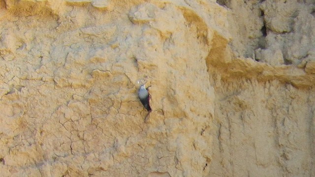 Wallcreeper - ML192417911