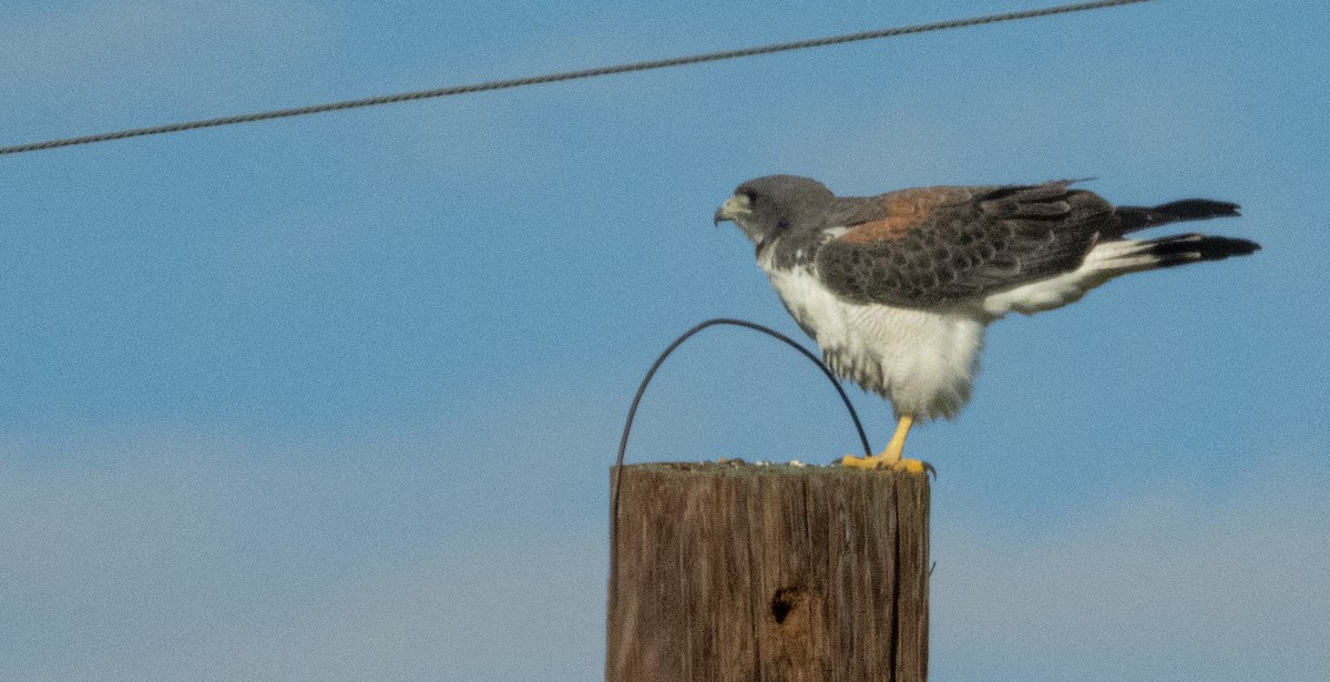 White-tailed Hawk - ML192419251