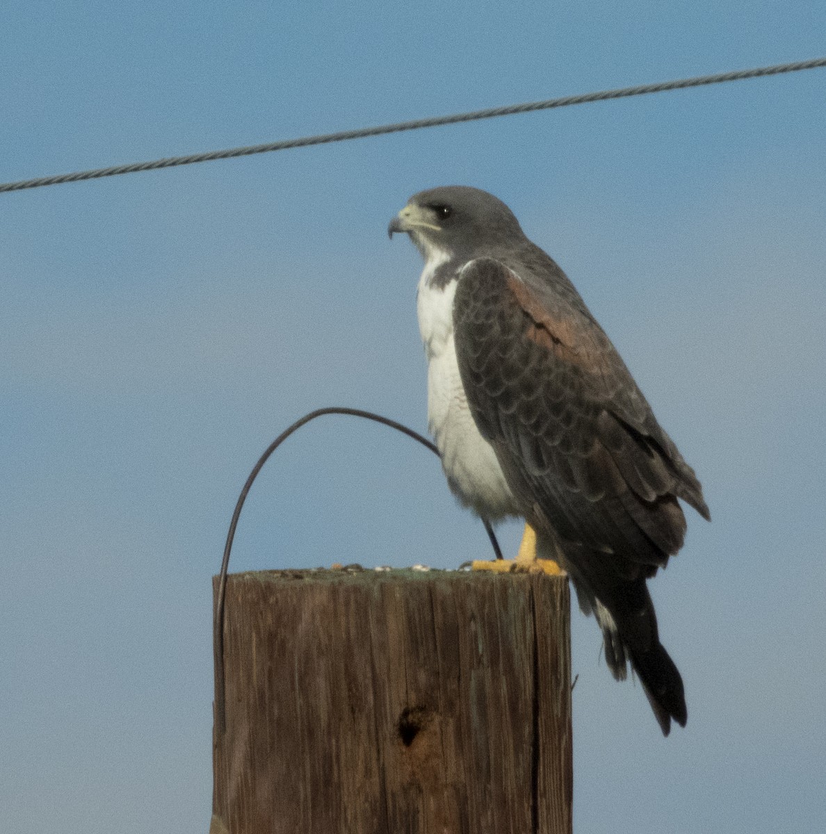 White-tailed Hawk - ML192419271
