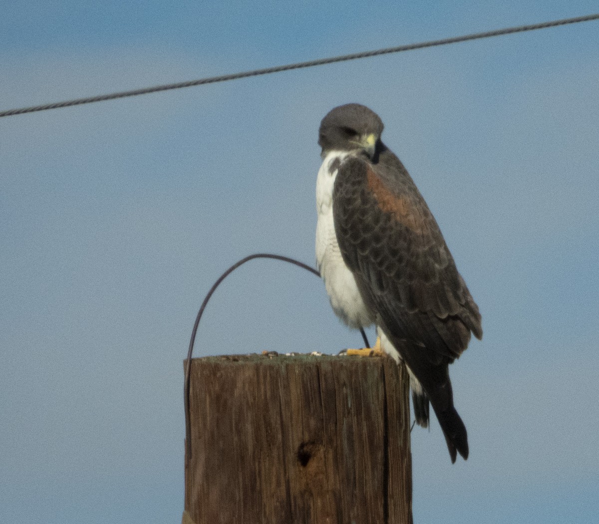 White-tailed Hawk - ML192419281