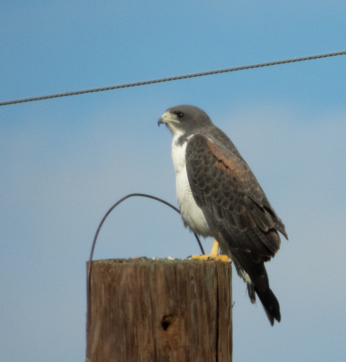White-tailed Hawk - ML192419291