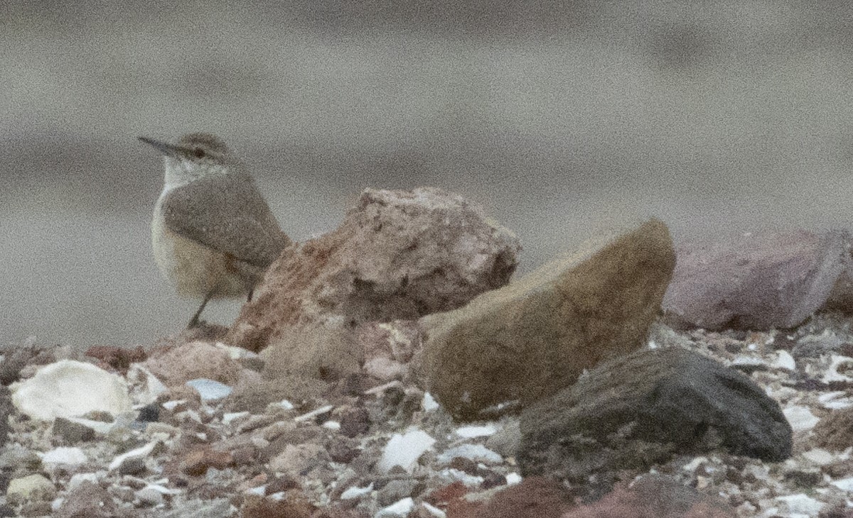 Rock Wren - ML192419601