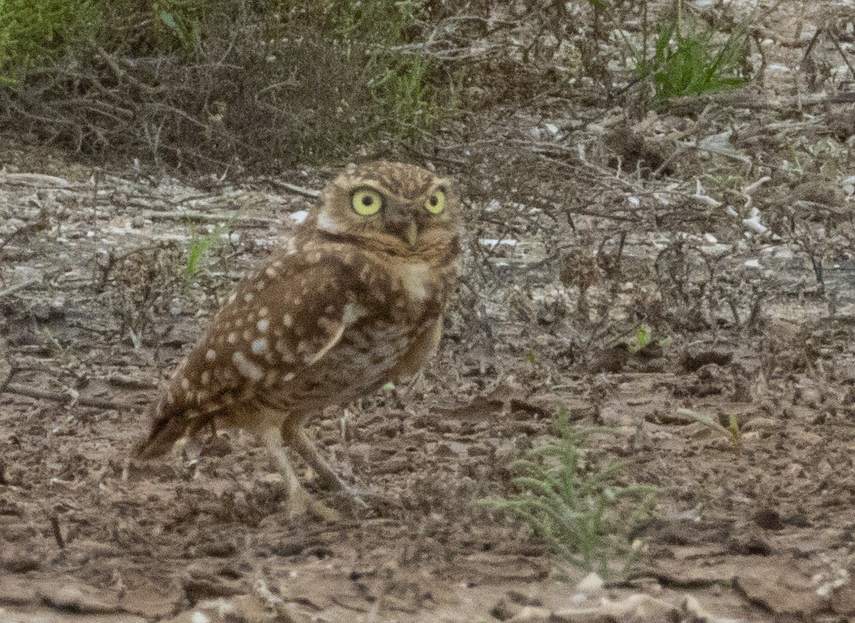 Burrowing Owl - ML192419611