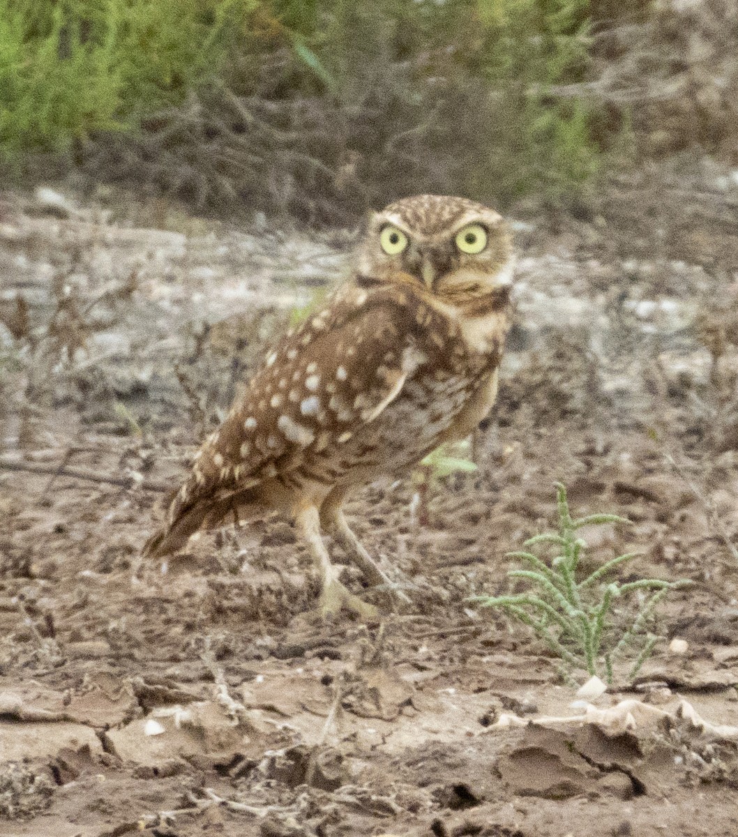 Burrowing Owl - ML192419631