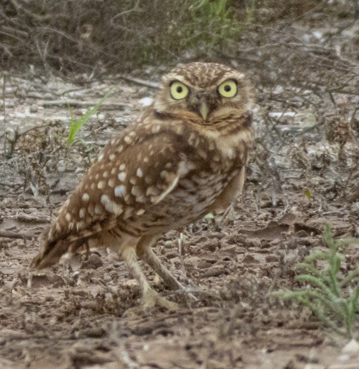Burrowing Owl - ML192419651
