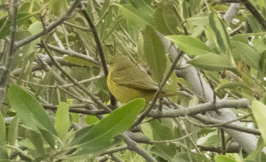 Yellow Warbler (Mangrove) - ML192419661