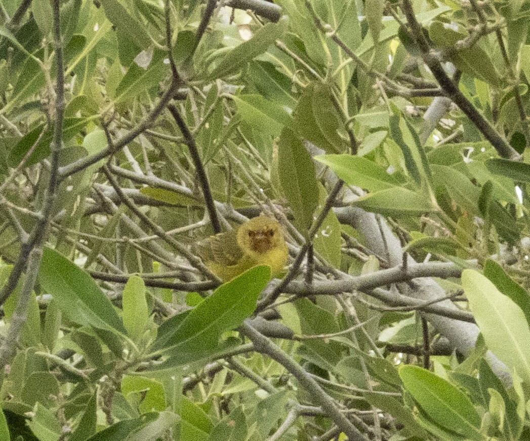 Yellow Warbler (Mangrove) - ML192419671