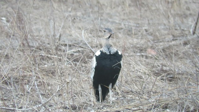 Red-crested Bustard - ML192419771