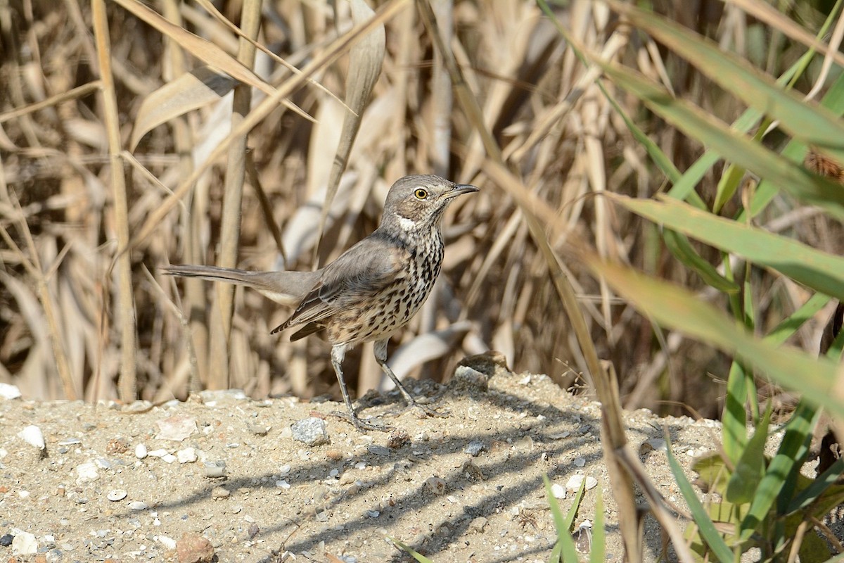 Sage Thrasher - Bill Williams