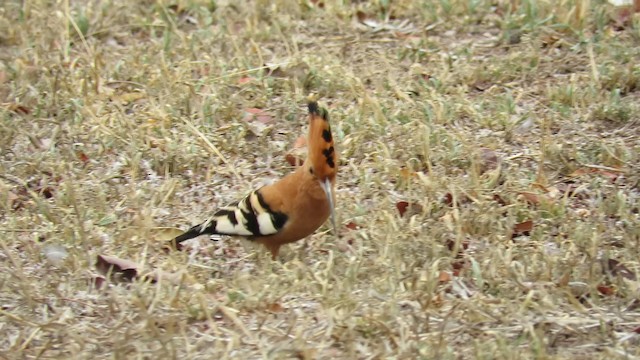 Eurasian Hoopoe - ML192420171