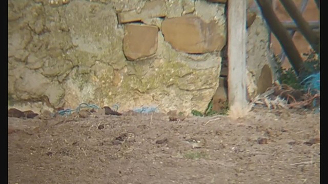 Lapland Longspur - ML192420761