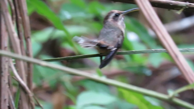 Dusky-throated Hermit - ML192420961