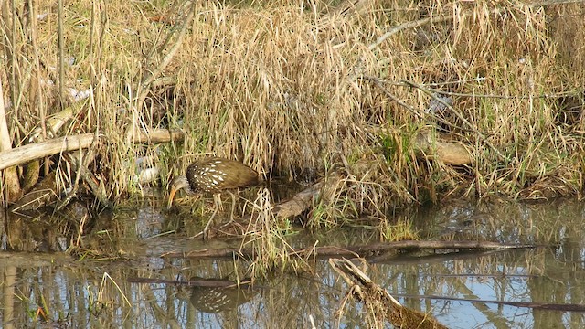 Limpkin - ML192422891