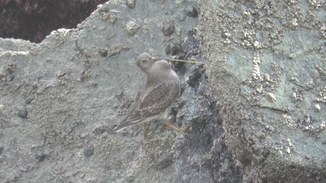 Purple Sandpiper - ML192424361