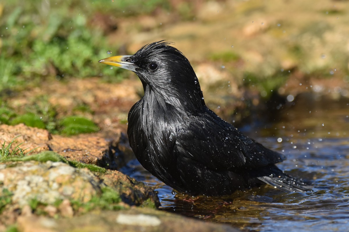 Spotless Starling - ML192425661