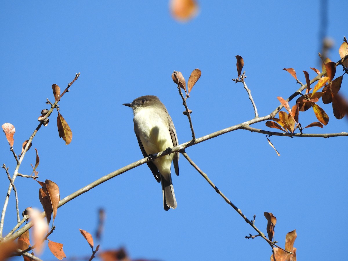 Eastern Phoebe - ML192426121