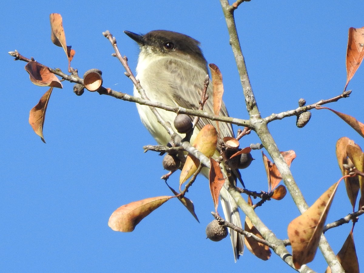 Eastern Phoebe - ML192426461