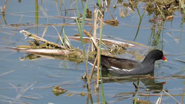 Gallinule poule-d'eau - ML192426591