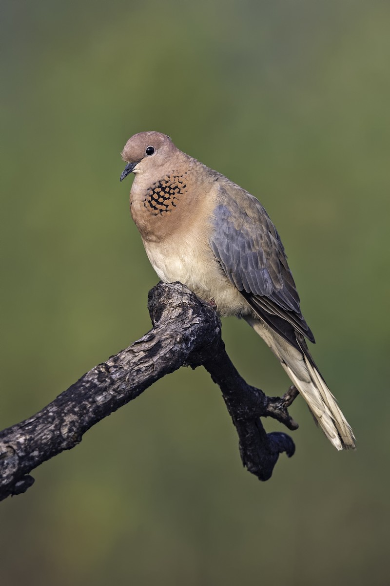 Tórtola Senegalesa - ML192426611