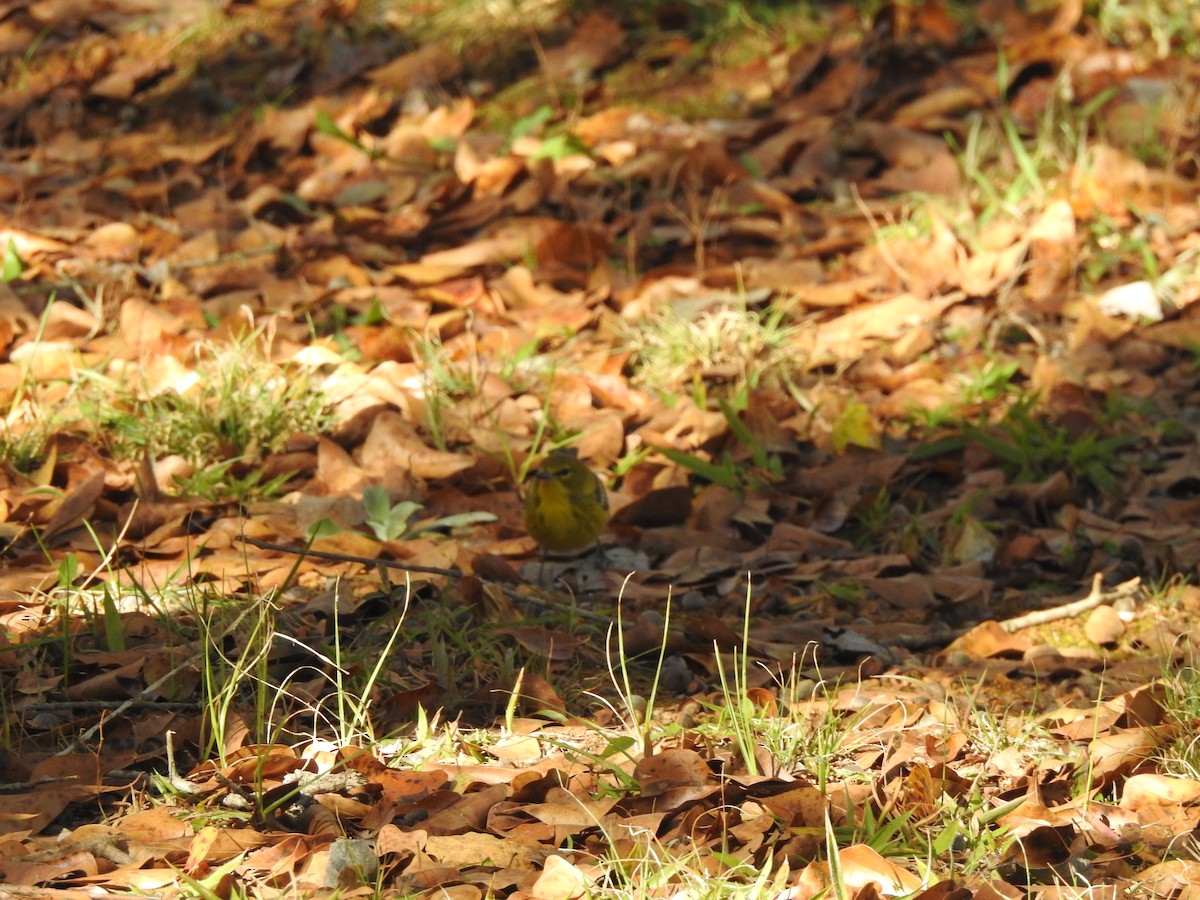 Pine Warbler - ML192426831