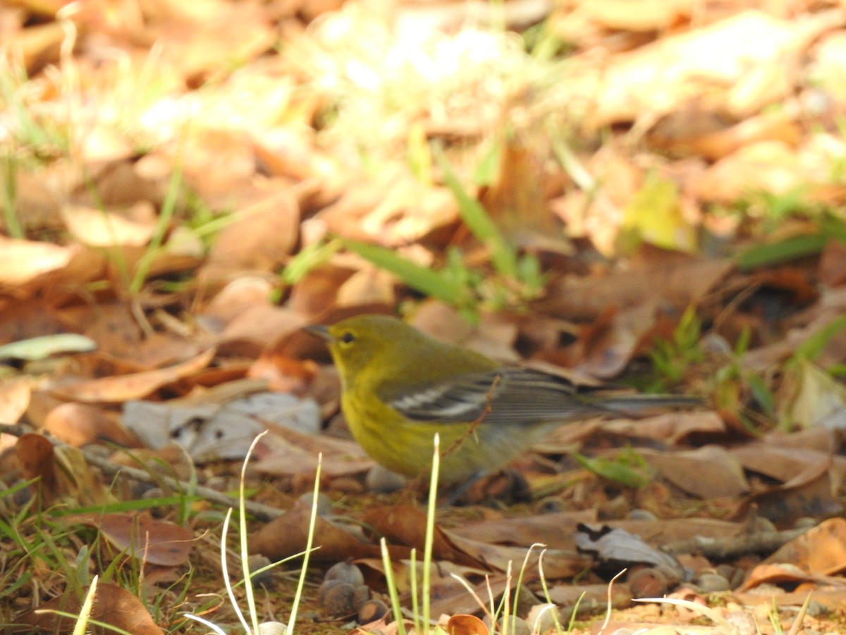 Pine Warbler - ML192427221